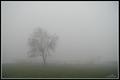morning mists