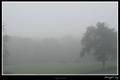 finnegan's fog