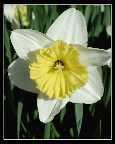 spring sun