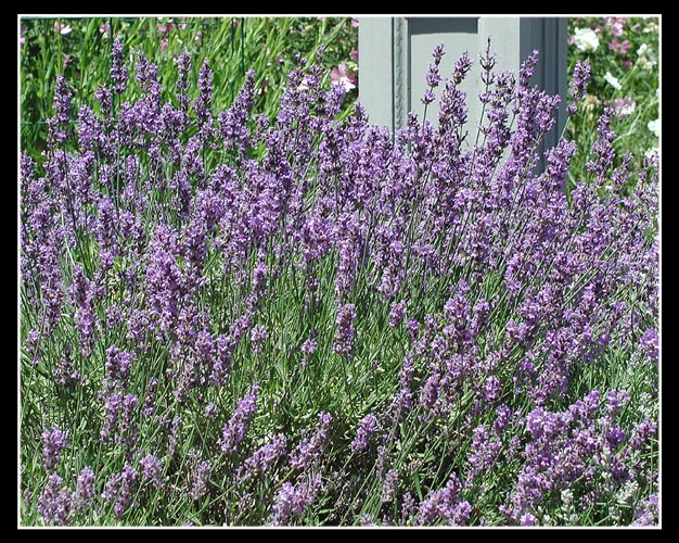 lavender sun