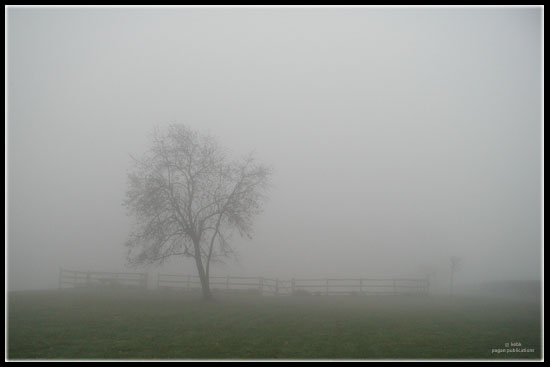 morning mists