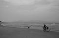 beach bikedog.jpg