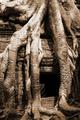 angkor roots.jpg