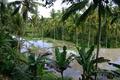 ubud ricefields.jpg