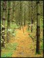 paths.jpg