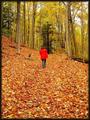 wandering trails.jpg