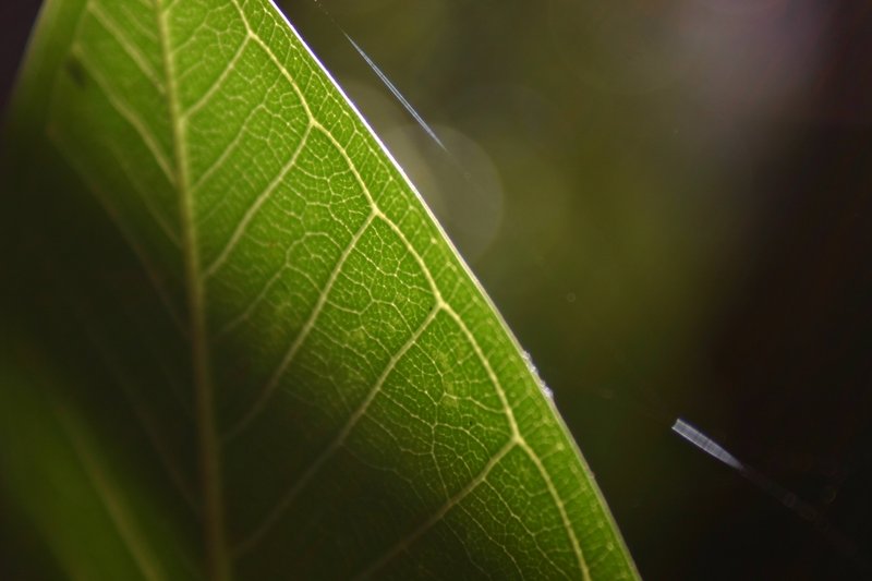cobweb