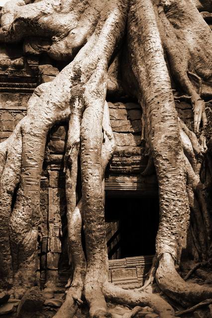 angkor roots.jpg