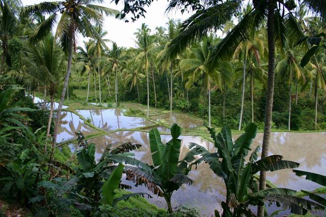 ubud ricefields.jpg