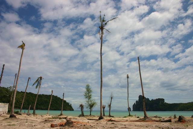 tsunami in thailand.jpg
