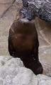 Curious Otter