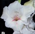 White Gladiola