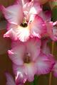 Pink Gladiola with Sated Visitor