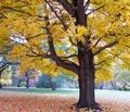Washington Crossing in the Fall