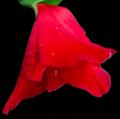 Single Red Gladiola