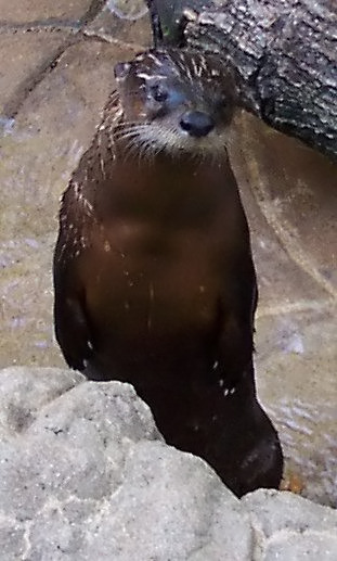 Curious Otter