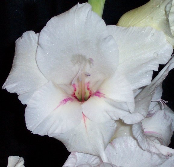 White Gladiola