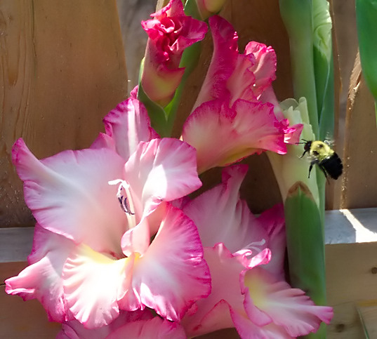 Bee in Flight