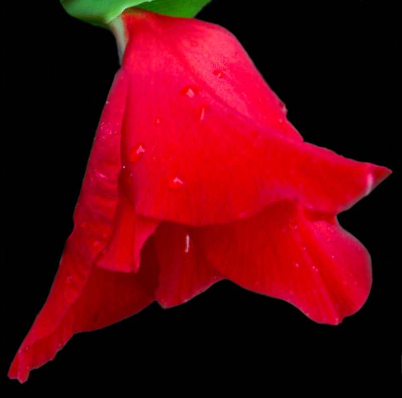Single Red Gladiola