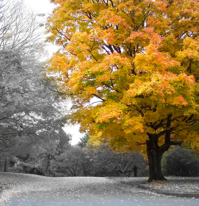 The Colors of Fall