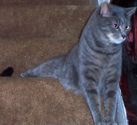 Silly, Lazy Smokey