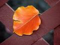 Autumn Leaf