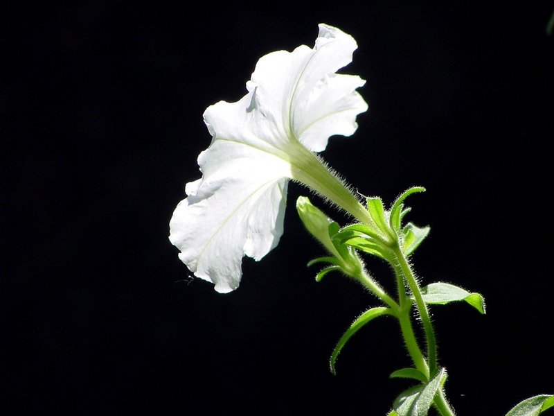 White Petunia