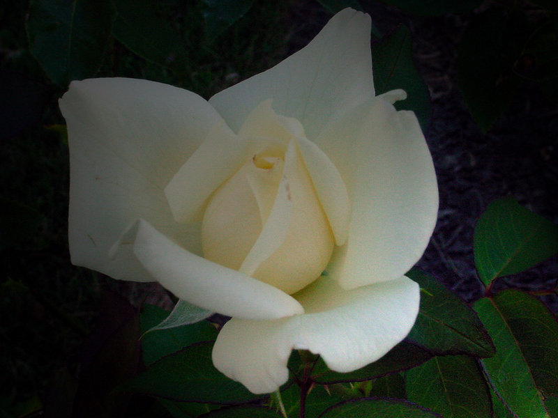 Pale Yellow Rose