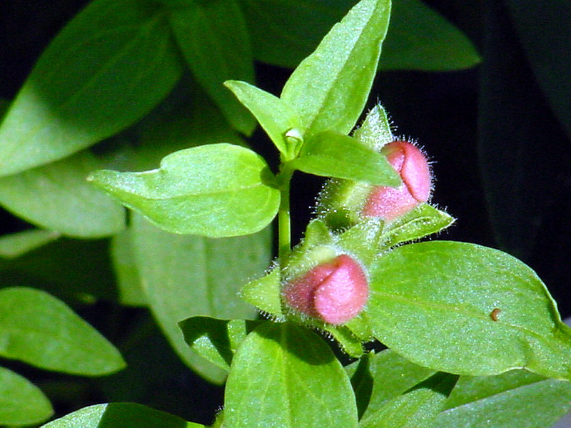 Baby Snapdragons