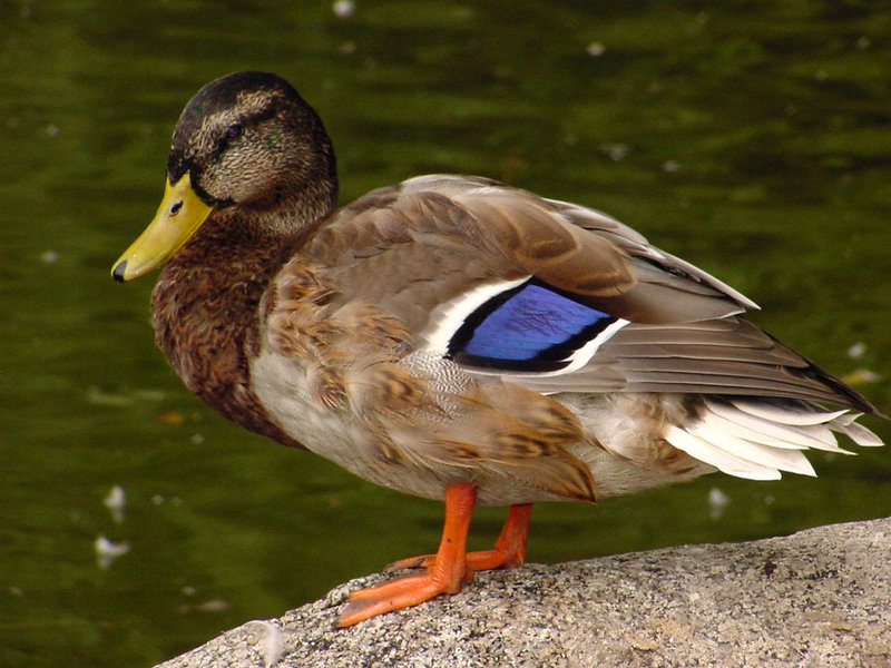Sitting Duck