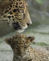 Jaguar Cubs 8x10