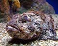 Sneaky Stonefish