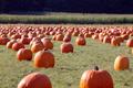 Pumpkin Field