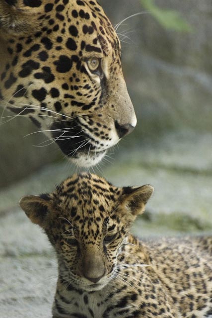 Jaguar Cubs