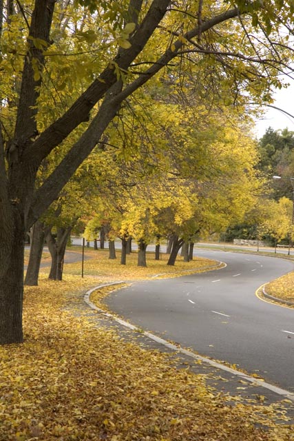 Autumn Road in New England