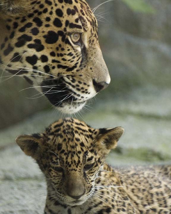 Jaguar Cubs 8x10