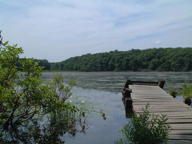 The Pond