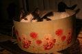 Spaz_1832.jpg