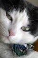 IMG_8400Spaz_fullFace.jpg