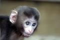 Monkey534_3498.jpg