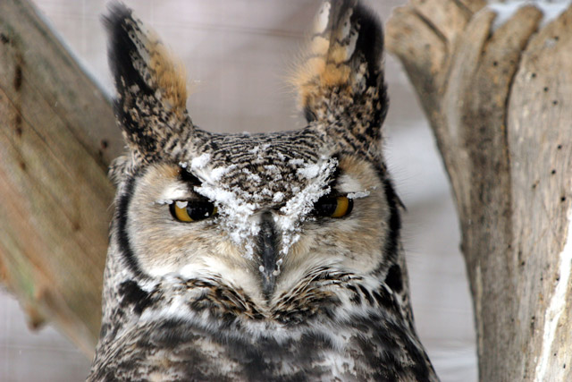 IMG_4434v2websnowonowl.jpg