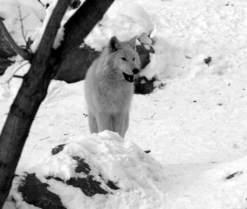 IMG_5400v2_b&w.jpg