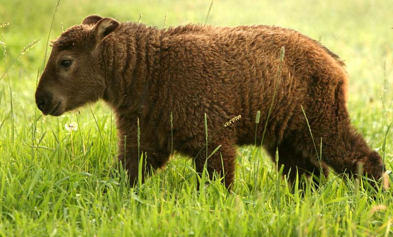 Schezuan-Takin_4488.jpg