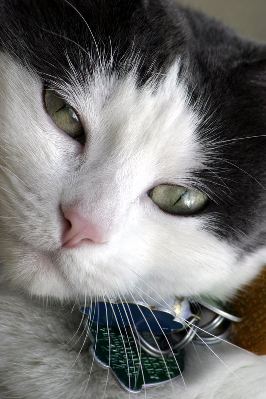 IMG_8400Spaz_fullFace.jpg