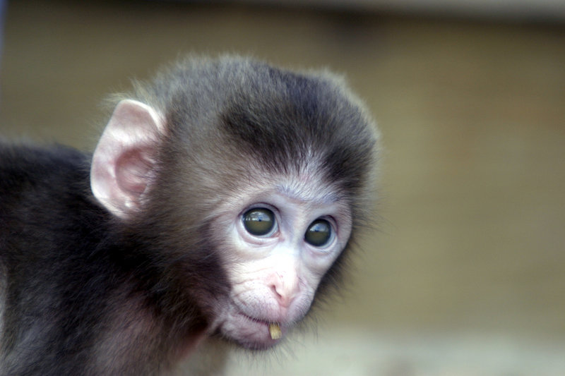 Monkey534_3498.jpg