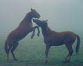 Wild Horses.jpg