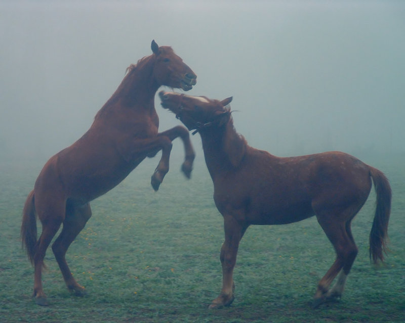Wild Horses.jpg