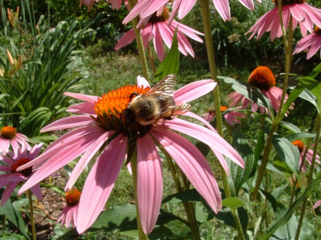 Dscf0009.jpg