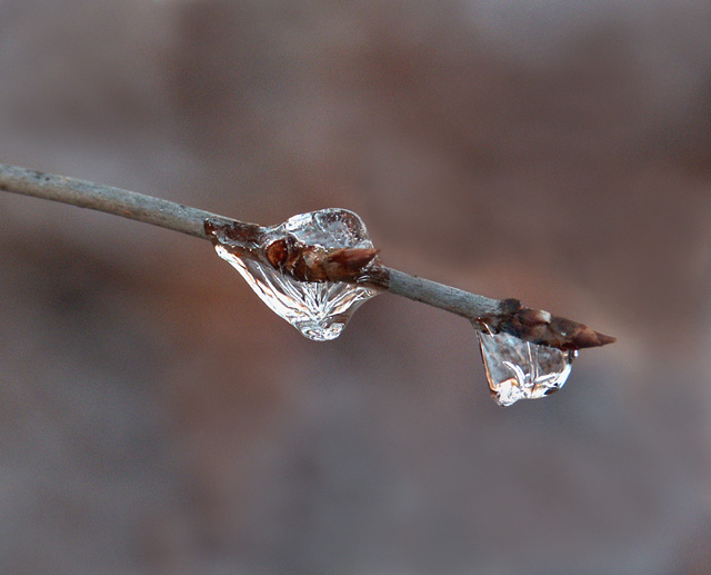 Frozen Drops