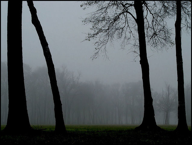 Lost Forrest